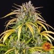 LSD Auto Cannabis Seeds by Barneys Farm