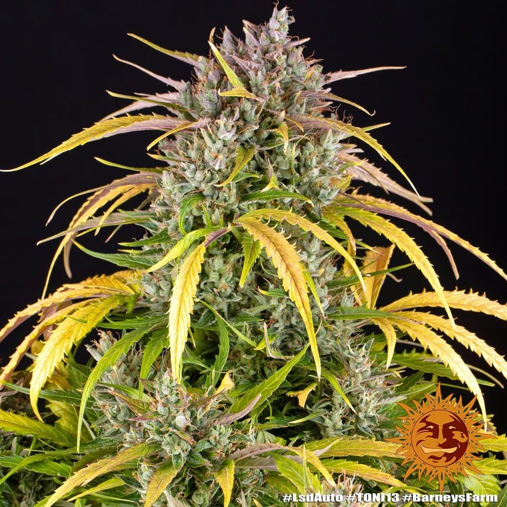 LSD Auto Cannabis Seeds by Barneys Farm LSD Auto Cannabis Seeds by Barneys Farm