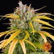 LSD Auto Cannabis Seeds by Barneys Farm