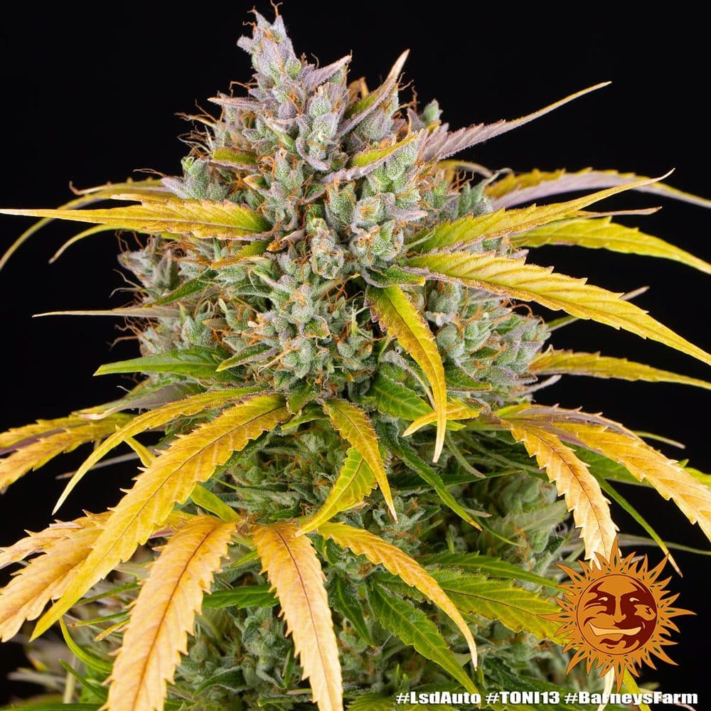 LSD Auto Cannabis Seeds by Barneys Farm LSD Auto Cannabis Seeds by Barneys Farm