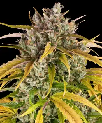 LSD Auto Cannabis Seeds by Barneys Farm