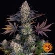 L.S.D Feminized Cannabis Seeds by Barneys Farm