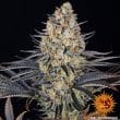 L.S.D Feminized Cannabis Seeds by Barneys Farm