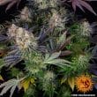 L.S.D Feminized Cannabis Seeds by Barneys Farm