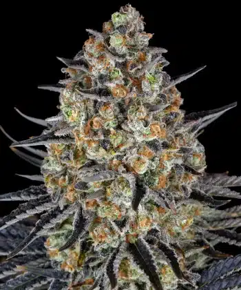 L.S.D Feminized Cannabis Seeds by Barneys Farm