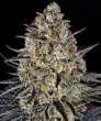 L.S.D Feminized Cannabis Seeds by Barneys Farm