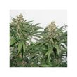 Masterkush Feminized Cannabis Seeds by Dutch Passion Seeds