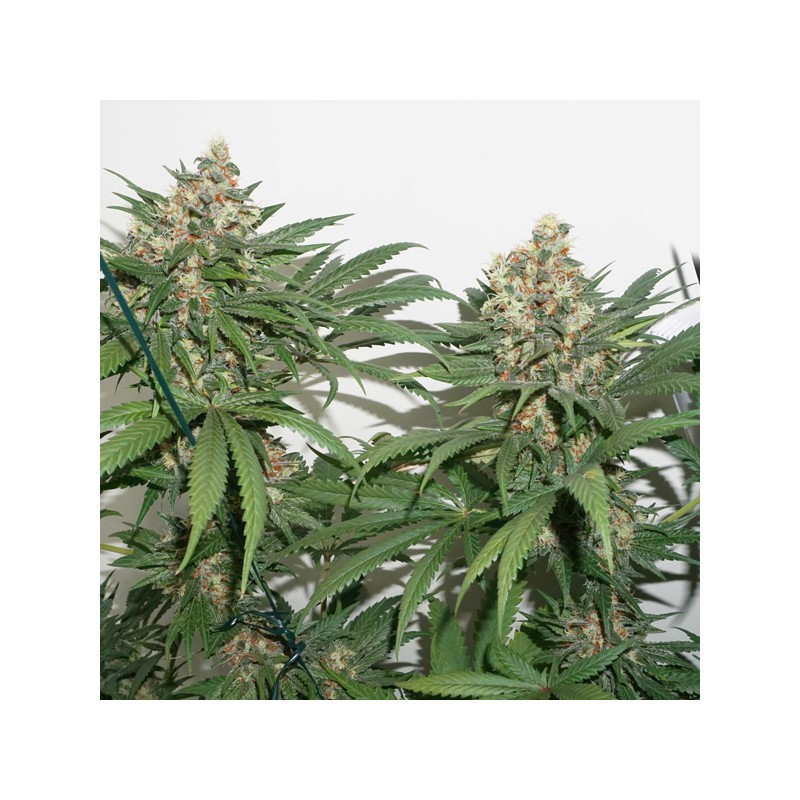 Masterkush Feminized by Dutch Passion Seeds Masterkush Feminized by Dutch Passion Seeds
