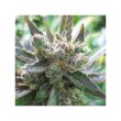 Masterkush Feminized Cannabis Seeds by Dutch Passion Seeds