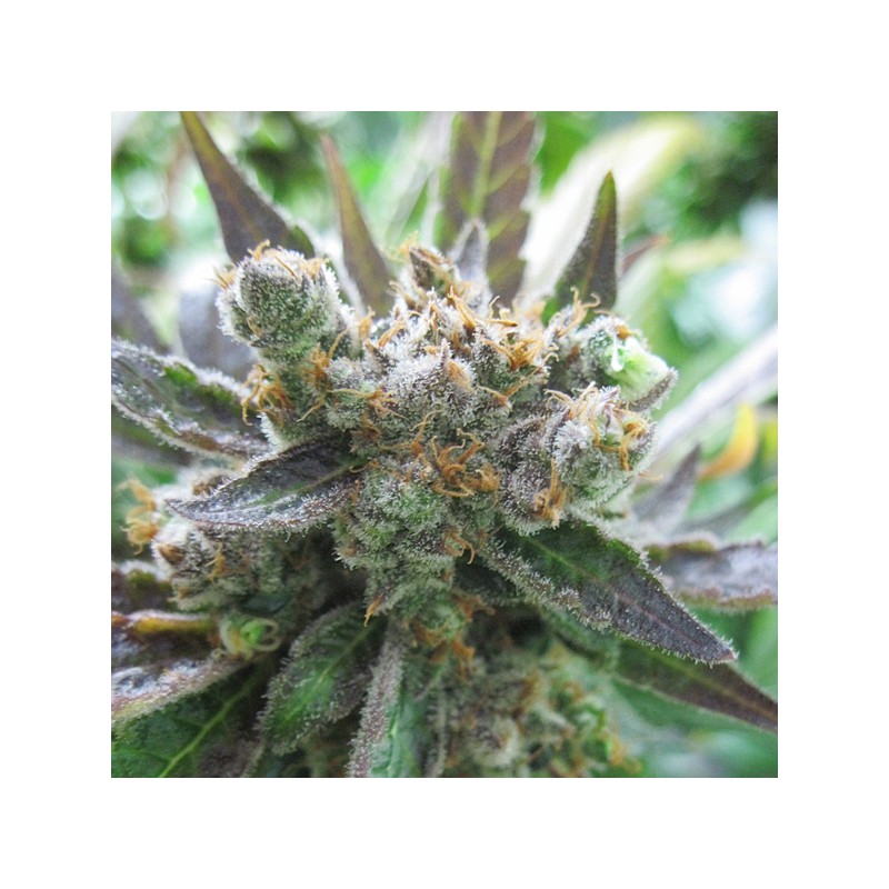 Masterkush Feminized by Dutch Passion Seeds Masterkush Feminized by Dutch Passion Seeds