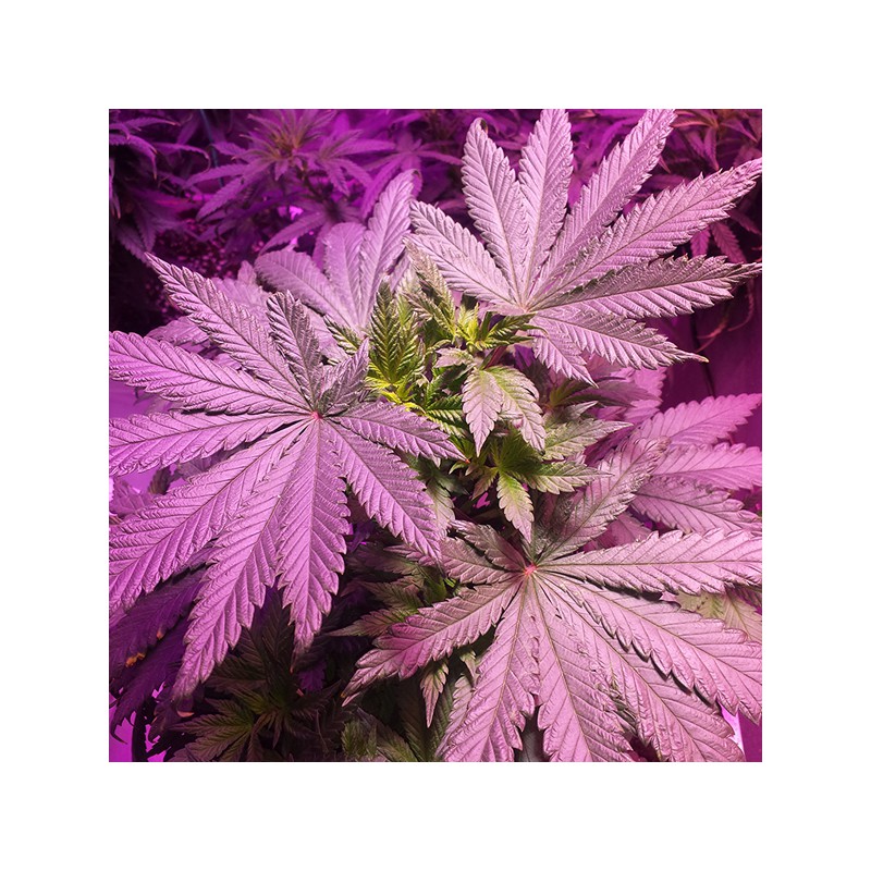 Masterkush Feminized by Dutch Passion Seeds Masterkush Feminized by Dutch Passion Seeds