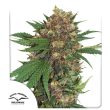 Masterkush Feminized Cannabis Seeds by Dutch Passion Seeds