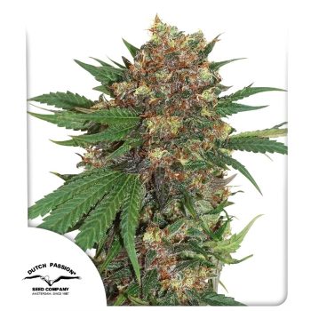 Masterkush Feminized Cannabis Seeds by Dutch Passion Seeds