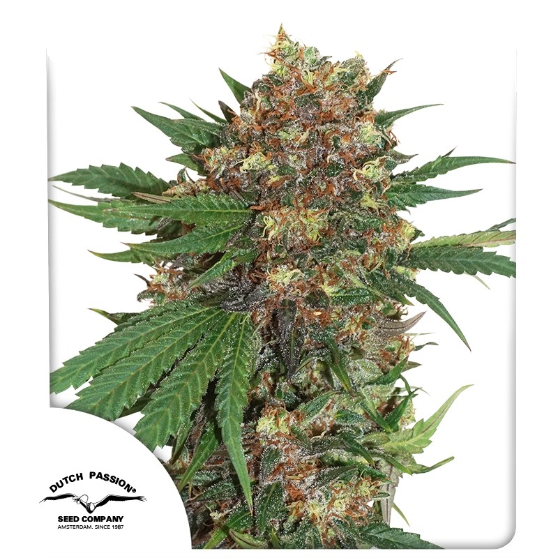 Masterkush Feminized Cannabis Seeds by Dutch Passion Seeds Masterkush Feminized Cannabis Seeds by Dutch Passion Seeds