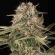 Master Kush Regular Cannabis Seeds by Barneys Farm