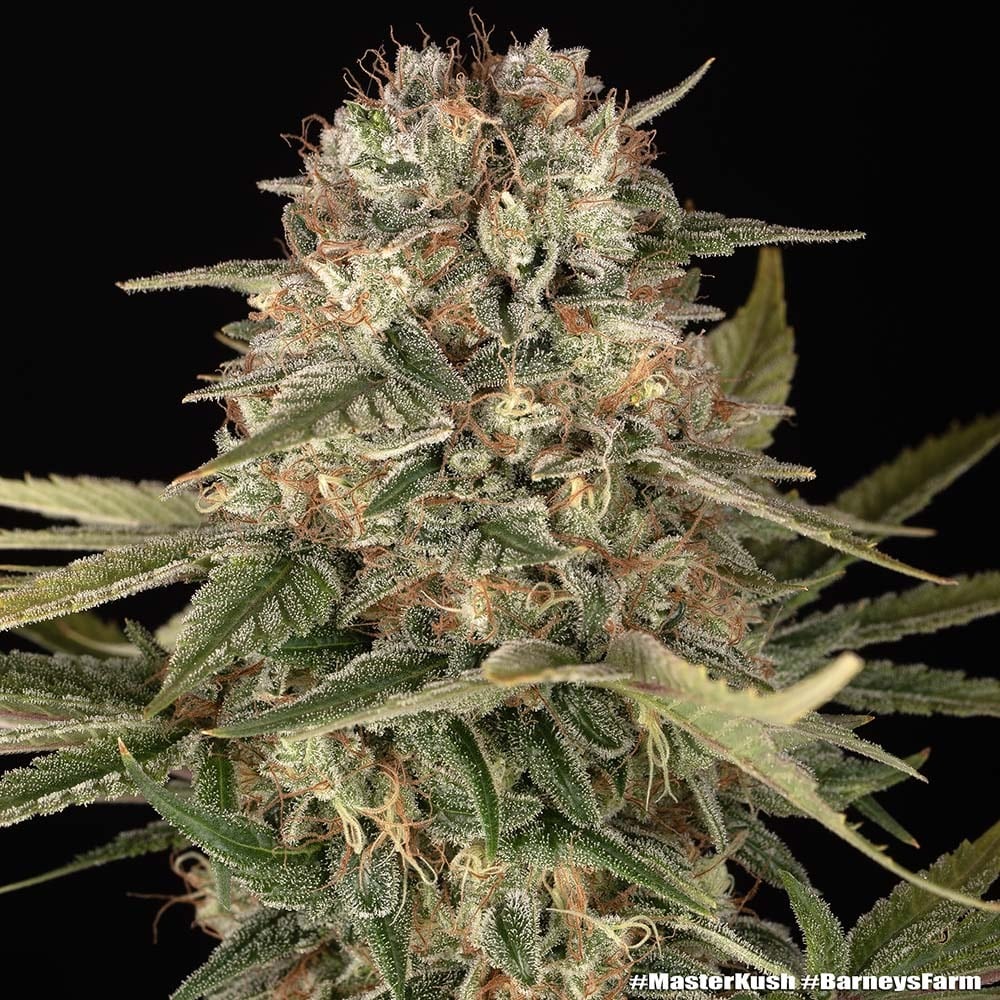 Master Kush Regular Cannabis Seeds by Barneys Farm Master Kush Regular Cannabis Seeds by Barneys Farm