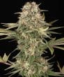 Master Kush Regular Cannabis Seeds by Barneys Farm