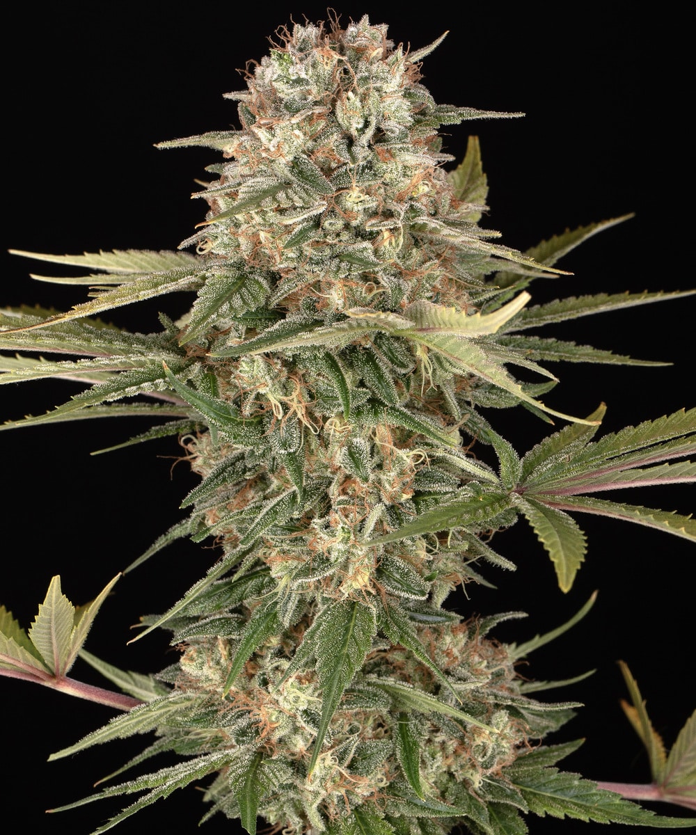 Master Kush Regular Cannabis Seeds by Barneys Farm Master Kush Regular Cannabis Seeds by Barneys Farm