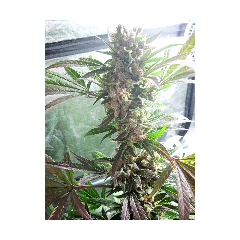 Masterkush Feminized by Dutch Passion Seeds Masterkush Feminized by Dutch Passion Seeds