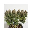Mazar Regular Cannabis Seeds by Dutch Passion Seeds