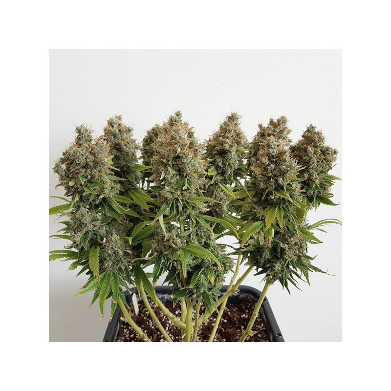 Mazar Regular by Dutch Passion Seeds Mazar Regular by Dutch Passion Seeds