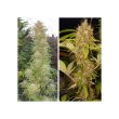 Mazar Regular Cannabis Seeds by Dutch Passion Seeds