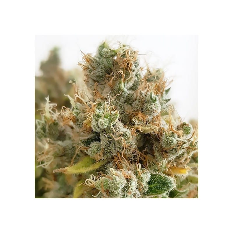 Mazar Regular by Dutch Passion Seeds Mazar Regular by Dutch Passion Seeds