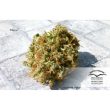 Mazar Regular Cannabis Seeds by Dutch Passion Seeds