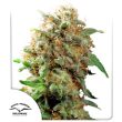 Mazar Regular Cannabis Seeds by Dutch Passion Seeds