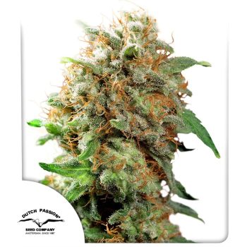 Mazar Feminized Cannabis Seeds by Dutch Passion Seeds