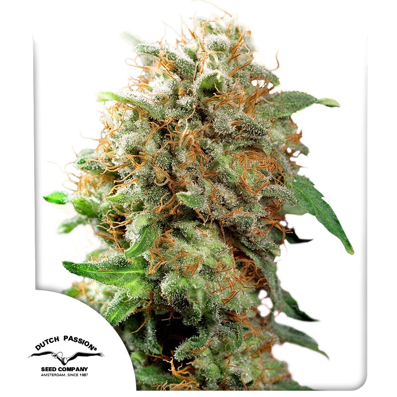 Mazar Feminized Cannabis Seeds by Dutch Passion Seeds Mazar Feminized Cannabis Seeds by Dutch Passion Seeds