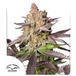 DP Melonade Runtz Feminized Cannabis Seeds by Dutch Passion Seeds