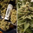 DP Melonade Runtz Feminized Cannabis Seeds by Dutch Passion Seeds