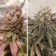 DP Melonade Runtz Feminized Cannabis Seeds by Dutch Passion Seeds