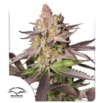 DP Melonade Runtz Feminized Cannabis Seeds by Dutch Passion Seeds