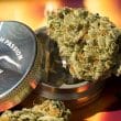 DP Melonade Runtz Feminized Cannabis Seeds by Dutch Passion Seeds