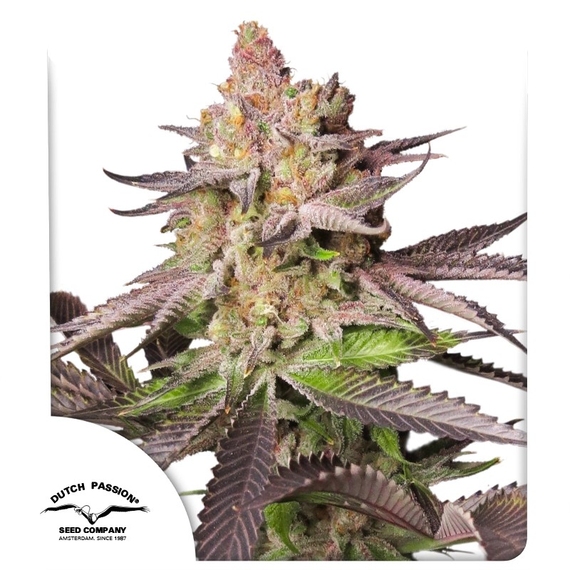 DP Melonade Runtz Feminized Cannabis Seeds by Dutch Passion Seeds DP Melonade Runtz Feminized Cannabis Seeds by Dutch Passion Seeds