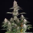 Mendo Breath Feminized Cannabis Seeds by Barneys Farm