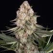 Mendo Breath Feminized Cannabis Seeds by Barneys Farm