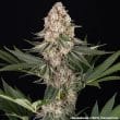 Mendo Breath Feminized Cannabis Seeds by Barneys Farm