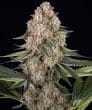 Mendo Breath Feminized Cannabis Seeds by Barneys Farm