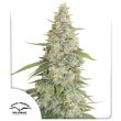 Meringue Feminized by Dutch Passion Seeds