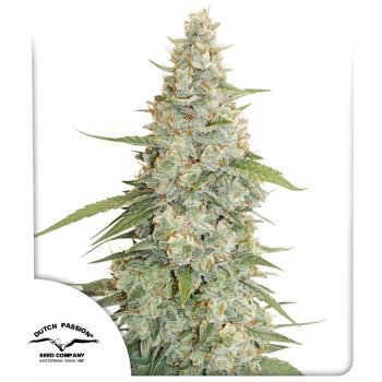 Meringue Feminized by Dutch Passion Seeds