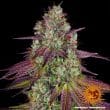 Mimosa Evo Feminized Cannabis Seeds by Barneys Farm