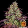 Mimosa Evo Feminized Cannabis Seeds by Barneys Farm