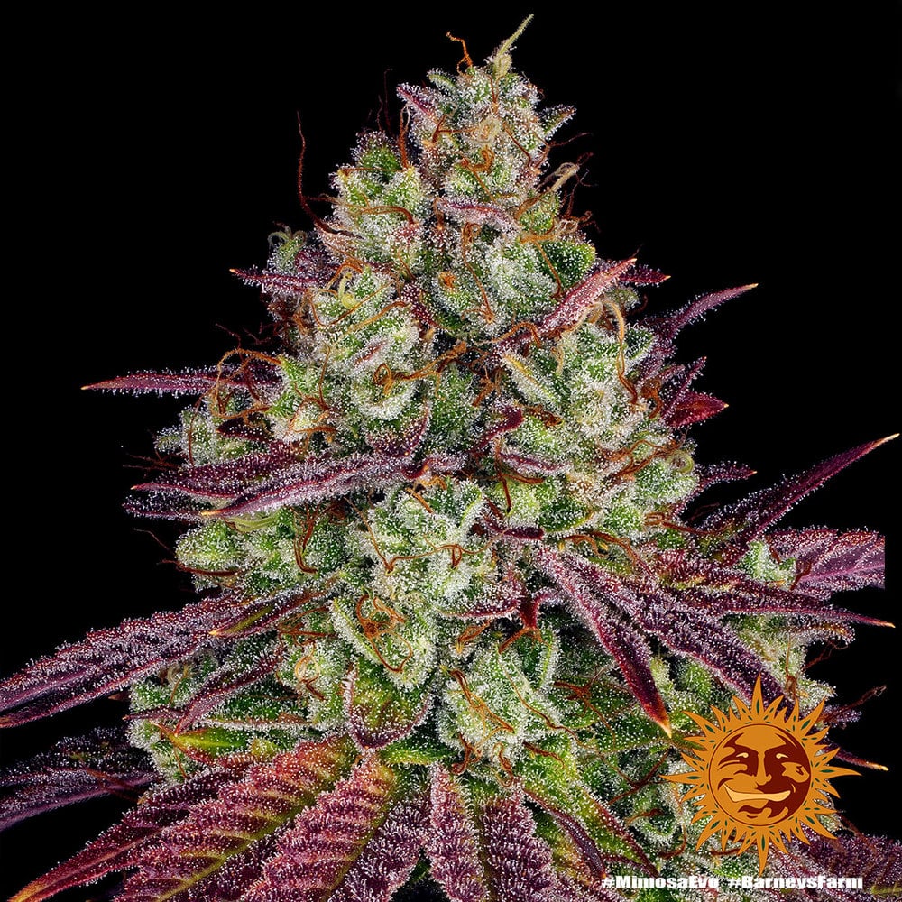 Mimosa Evo Feminized Cannabis Seeds by Barneys Farm Mimosa Evo Feminized Cannabis Seeds by Barneys Farm