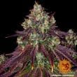 Mimosa Evo Feminized Cannabis Seeds by Barneys Farm