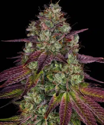 Mimosa Evo Feminized Cannabis Seeds by Barneys Farm