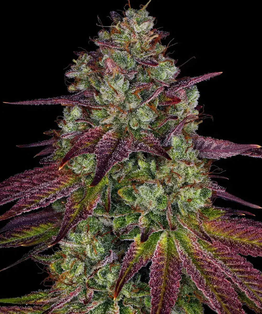 Mimosa Evo Feminized Cannabis Seeds by Barneys Farm Mimosa Evo Feminized Cannabis Seeds by Barneys Farm