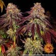 Mimosa x Orange Punch Auto Cannabis Seeds by Barneys Farm